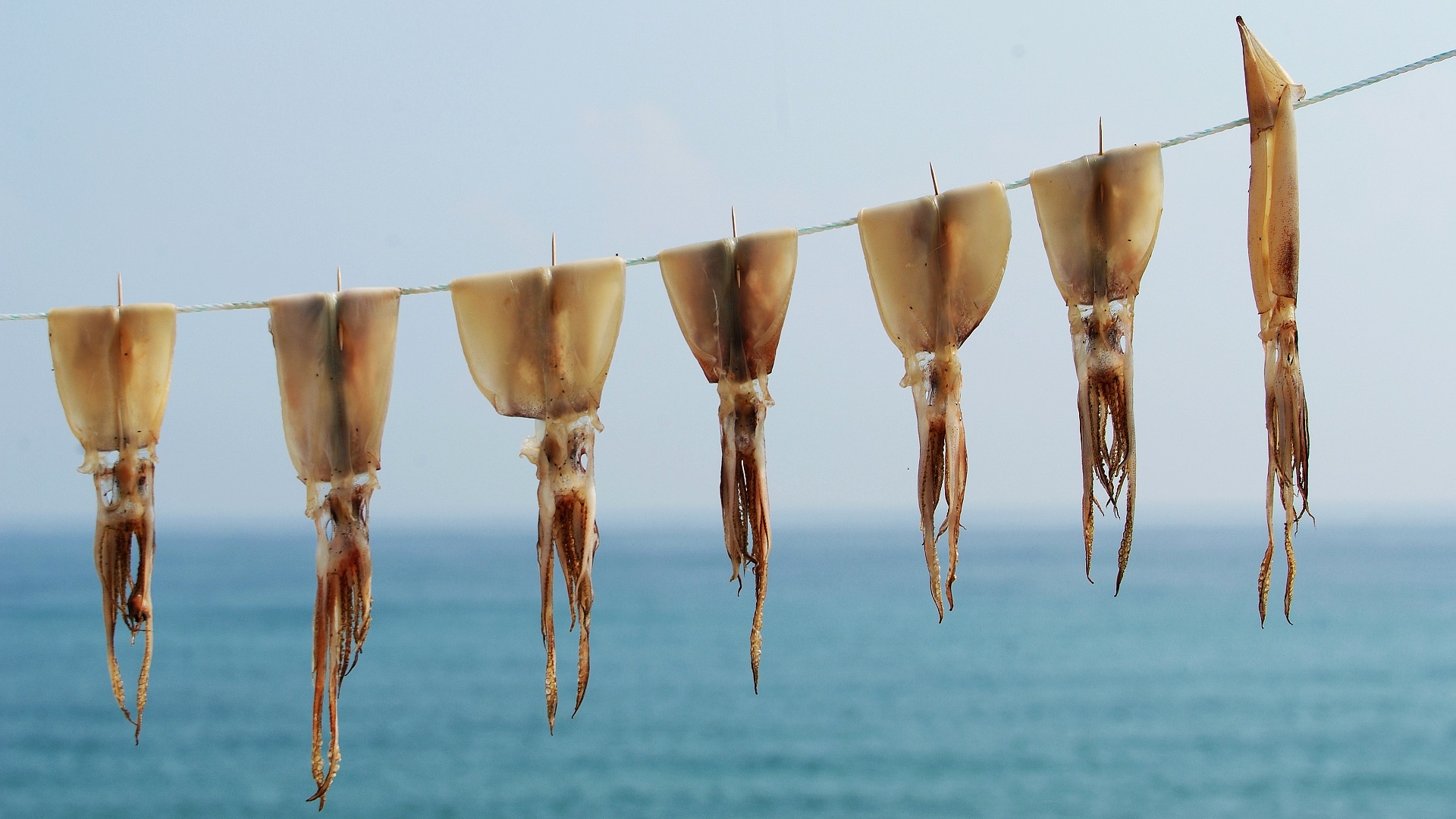 Differenza tra totano e calamari: sapore e usi in cucina 