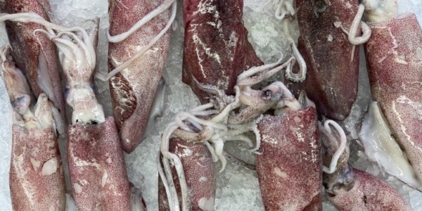 Calamari o totani: quali sono le differenze?